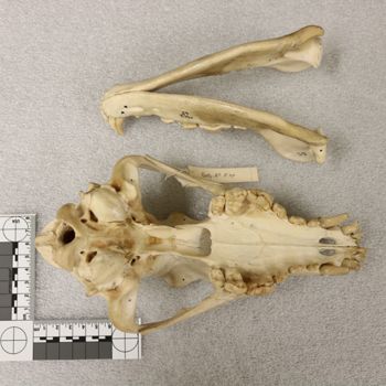Media type: image;   Mammalogy BOM-65 Description: Image of skeleton specimen - ventral view. ventral view of skull.;